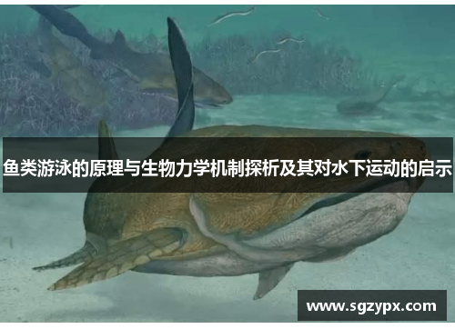 鱼类游泳的原理与生物力学机制探析及其对水下运动的启示